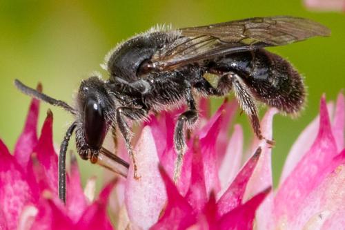 Réf. 297 707 : Lasioglossum buccale